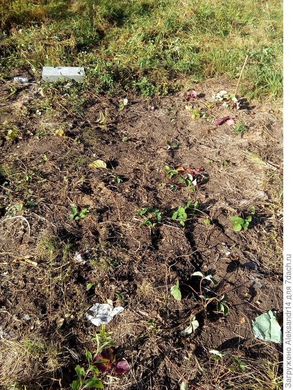 Клубнике несколько дней