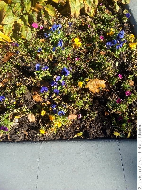 Городская клумба