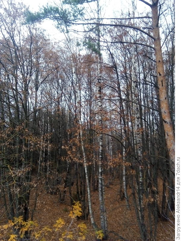 Лес постзолотая осень