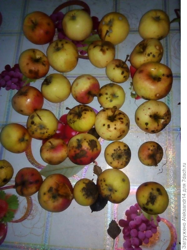 Забытая яблоня