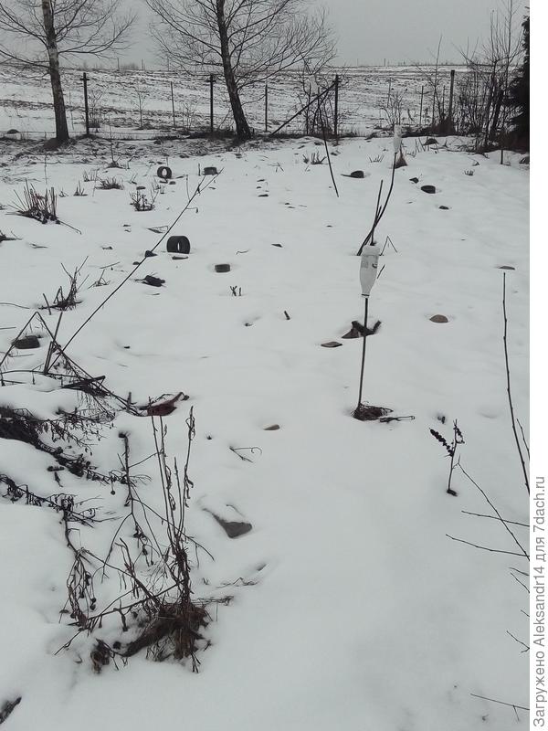 Основная центнерная гряда для местных жителей