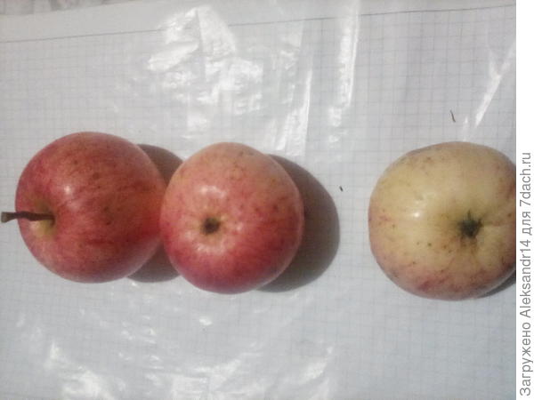 Завершаем плодоношение