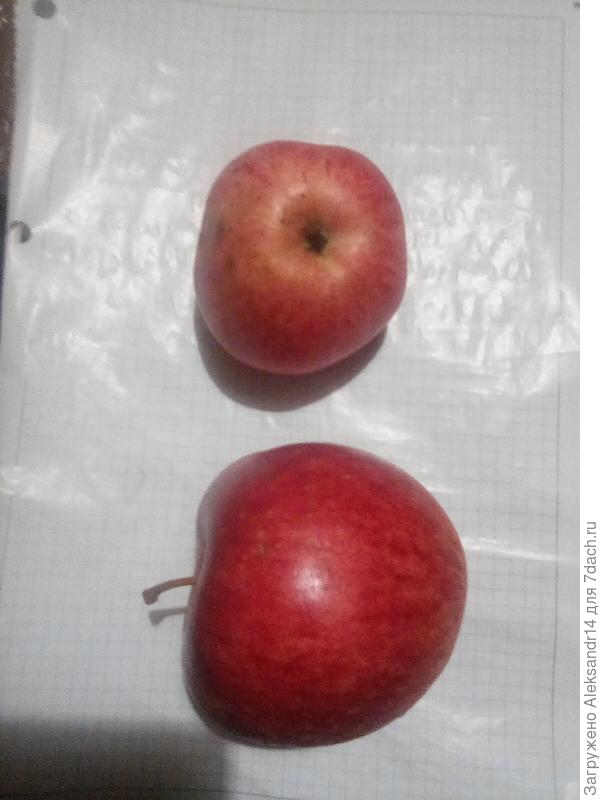 Молодая яблоня последние плоды