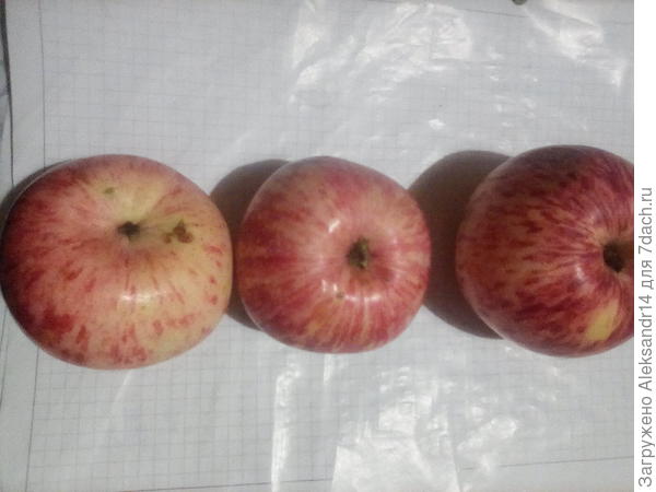 Продолжаем плодоношение