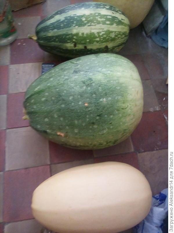 Эволюция от Цукини к Тыкве