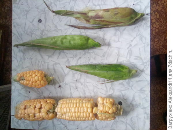 Царица полей