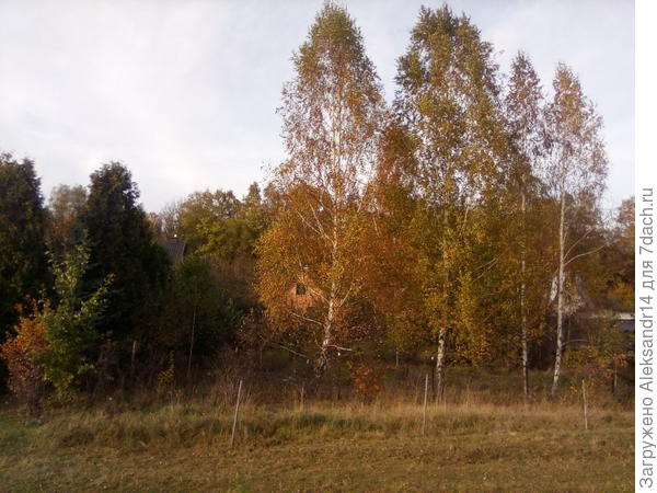 Березки высаживались по пояс плечо