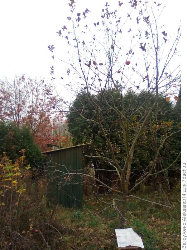 Такое дерево в полный рост