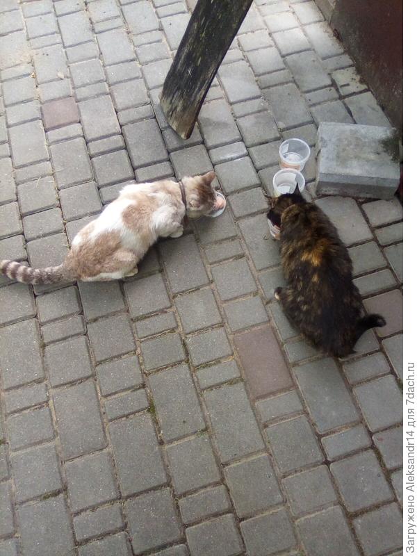 Сфинксомаксы