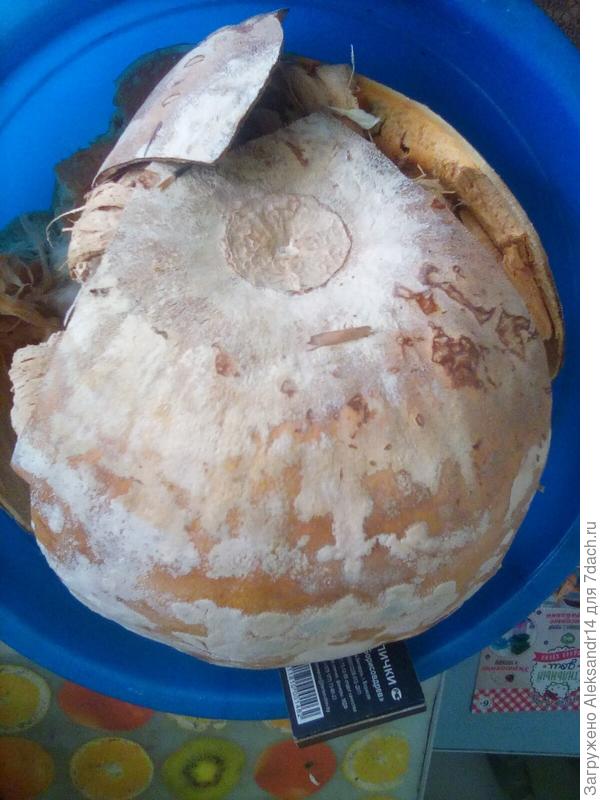 Тыквосемена