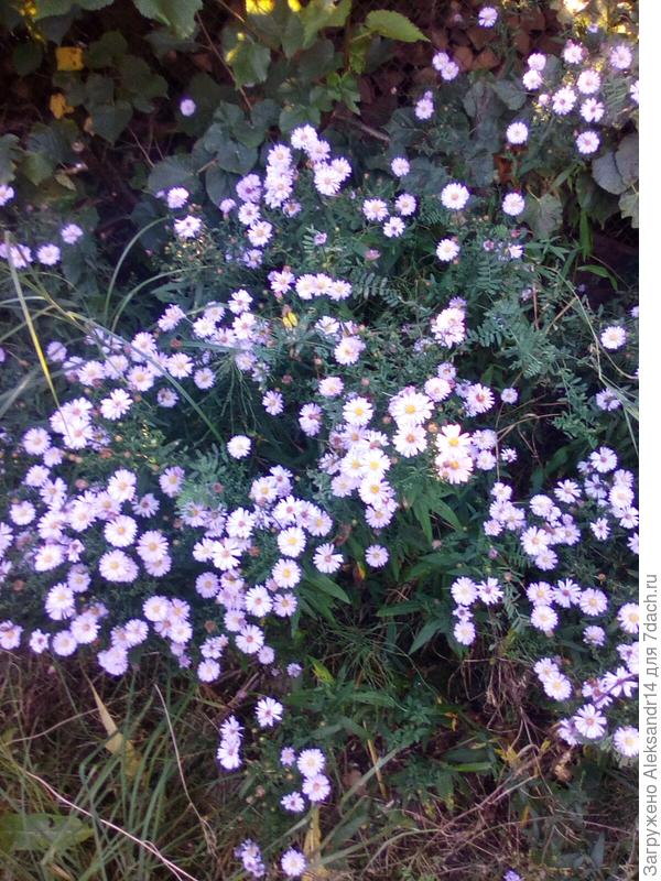 Мелколепестники