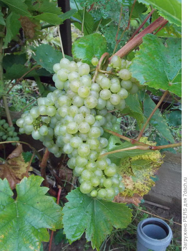 Как выращивать виноград в теплице? - ответы экспертов 7dach.ru