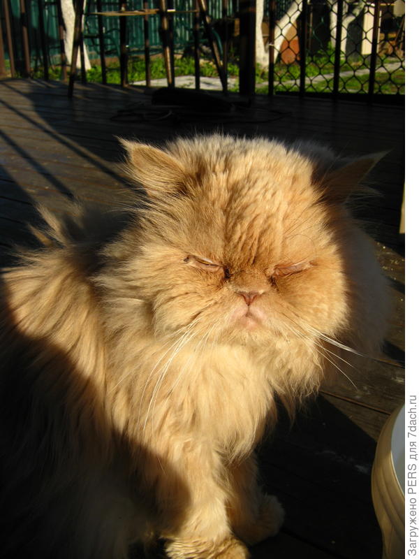 Обожаю дачу.