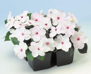 бальзамин уоллера &quot;Брайт айз&quot;