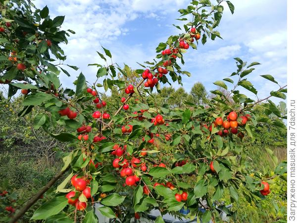 Evereste, 2024, лен.обл.