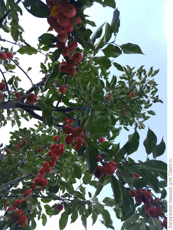 Evereste, 2024, лен.обл.