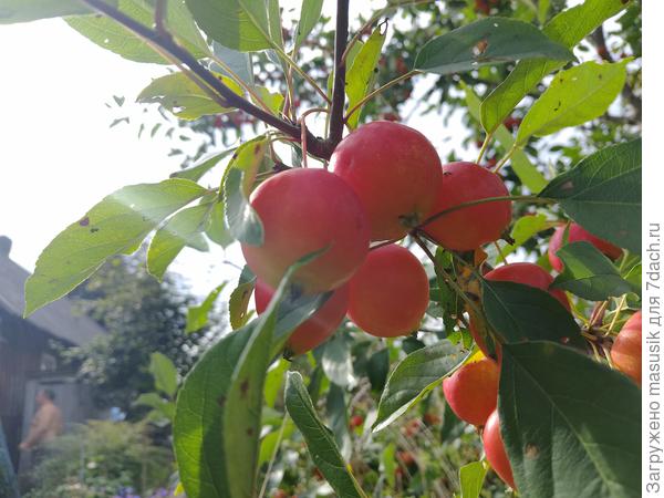 Evereste, 2024, лен.обл.