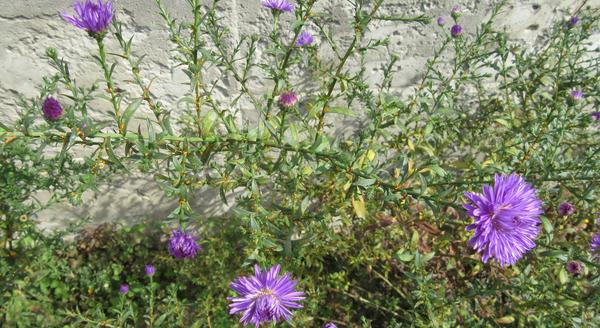 Астра многолетняя