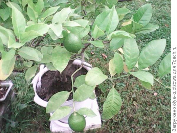 Наш любимый лимон!