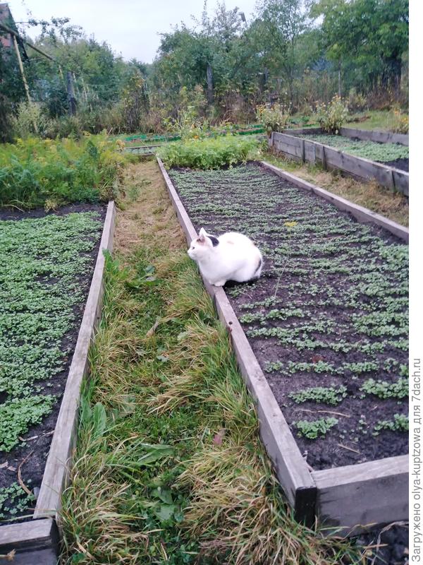 Моя горчица 15 сентября. Сею в бороздки и заделываю.