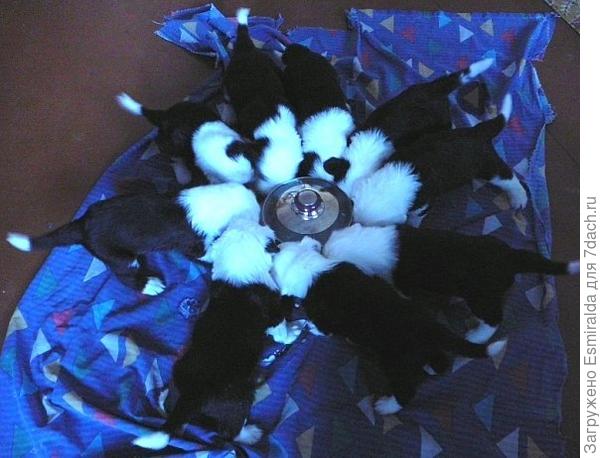 ромашка из бобтейлов