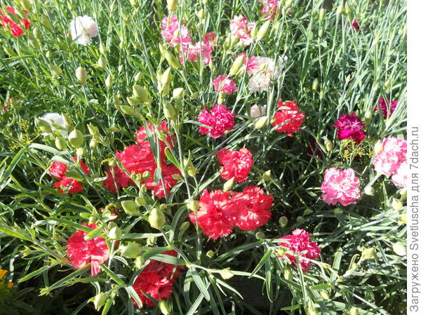 А это гвоздика Шабо