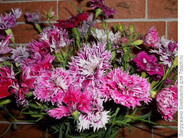 Гвоздика китайская в срезке