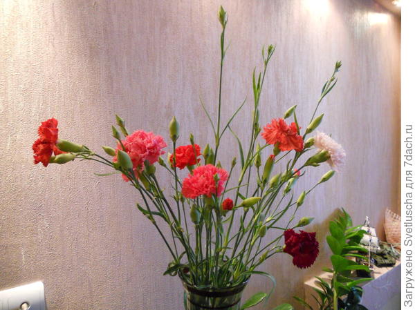 Гвоздика Шабо в срезке