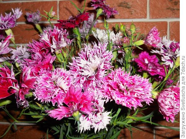 очень долго стоят в букетах