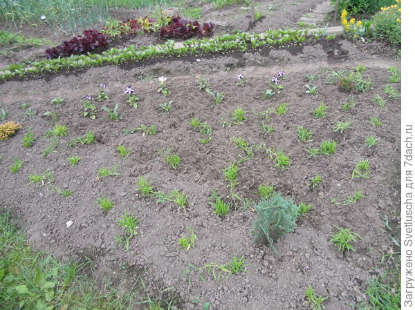 гвоздики после высадки, июнь