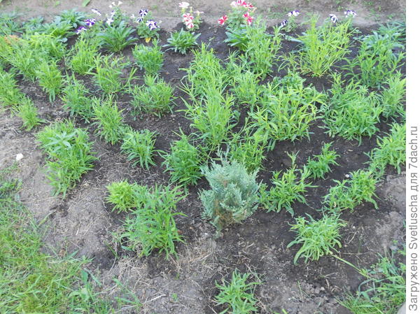 такие они стали в середине июля