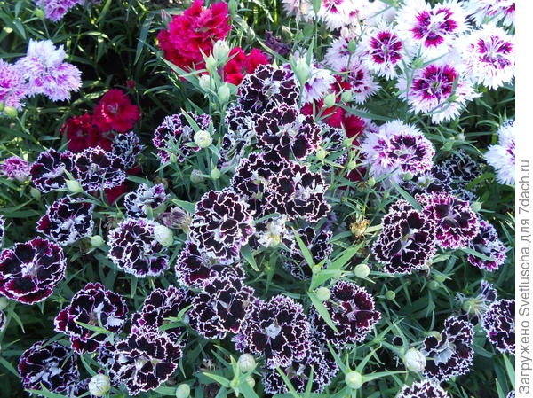 гвоздика Геддевика (разновидность китайской)