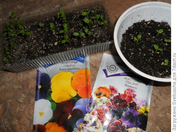 Анютины глазки