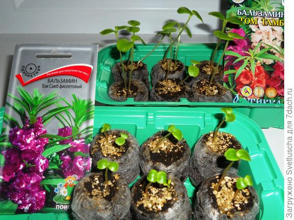 Бальзамины