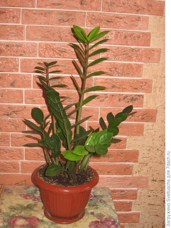 замиокулькас