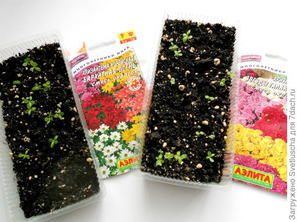 такие сорта