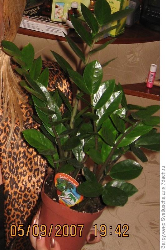 замиокулькас