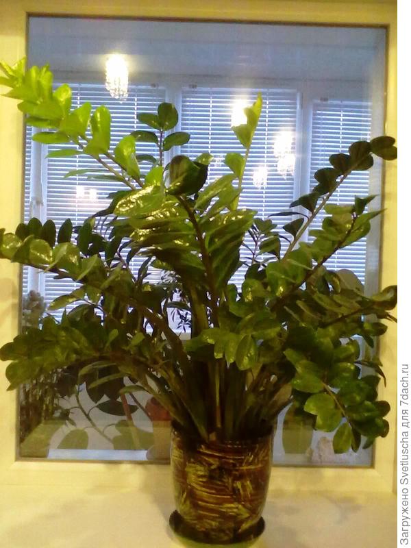 замиокулькас