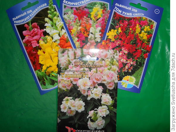 львиный зев