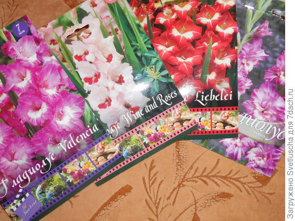 гладиолусы