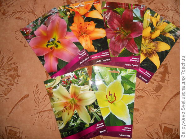 лилии