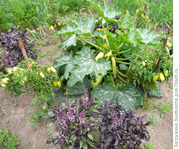 помидоры Челнок