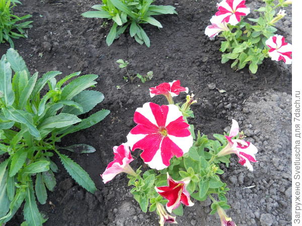 красная звезда