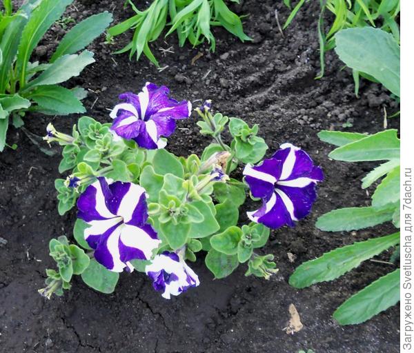 голубая звезда