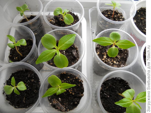 бальзамин низкий