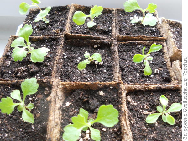 хризантемы