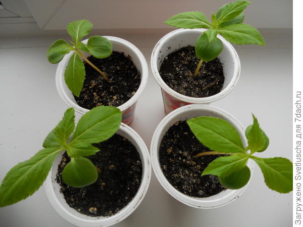 бальзамин высокий