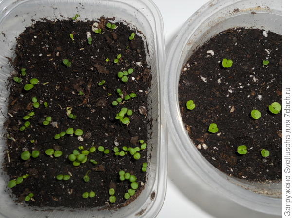 цинерария и колеус