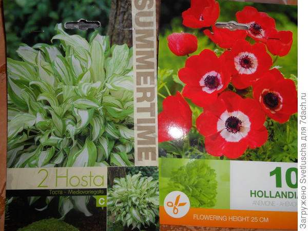 хоста и анемоны