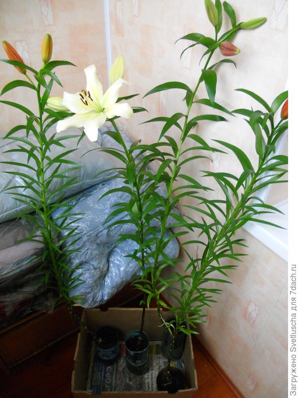 лилии